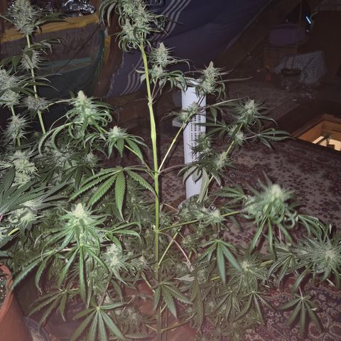 🌅Sherbi photo, blue sunset sherbert, Barneys farm  growlog timeline photo