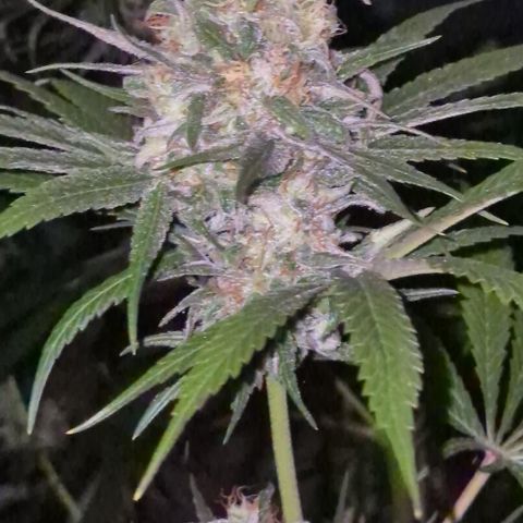 🍍Anna  #1 amnesia lemon  growlog timeline photo