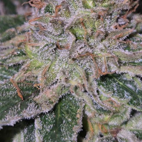 🍍Anna  #1 amnesia lemon  growlog timeline photo