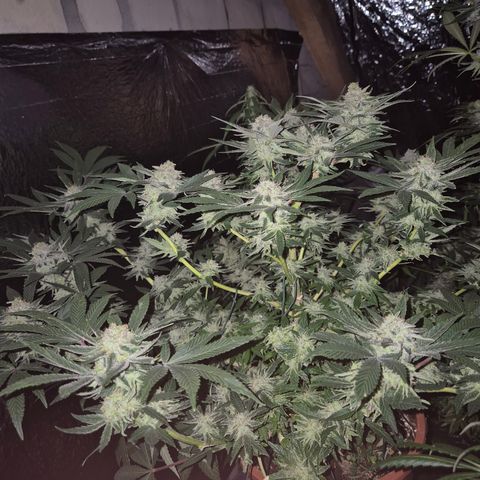 Mimosa evo Photo ♥️ Barney's Farm  growlog timeline photo