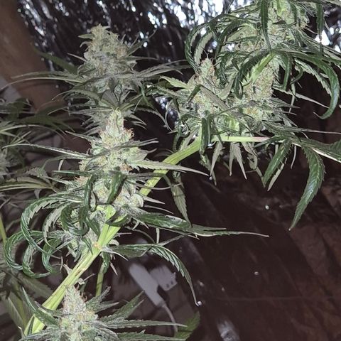 🌅Sherbi photo, blue sunset sherbert, Barneys farm  growlog timeline photo