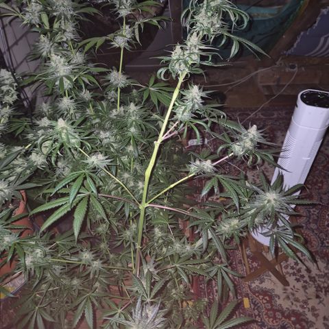 🌅Sherbi photo, blue sunset sherbert, Barneys farm  growlog timeline photo