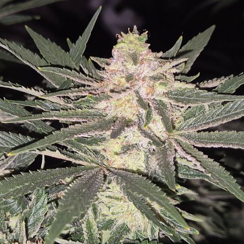 Mimosa evo Photo ♥️ Barney's Farm  growlog timeline photo