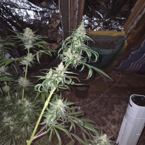 🌅Sherbi photo, blue sunset sherbert, Barneys farm  growlog timeline photo