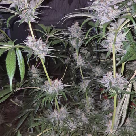 🍍Anna  #1 amnesia lemon  growlog timeline photo