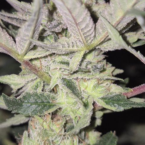Mimosa evo Photo ♥️ Barney's Farm  growlog timeline photo