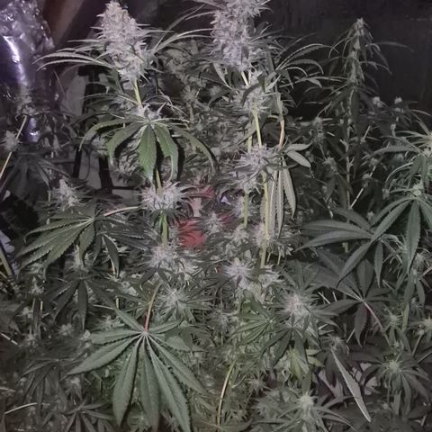 🍍Anna  #1 amnesia lemon  growlog timeline photo