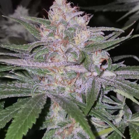 🍍Anna  #1 amnesia lemon  growlog timeline photo