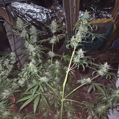 🌅Sherbi photo, blue sunset sherbert, Barneys farm  growlog timeline photo