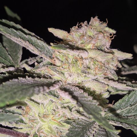 Mimosa evo Photo ♥️ Barney's Farm  growlog timeline photo