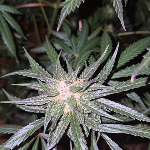 🌅Sherbi photo, blue sunset sherbert, Barneys farm  growlog timeline photo