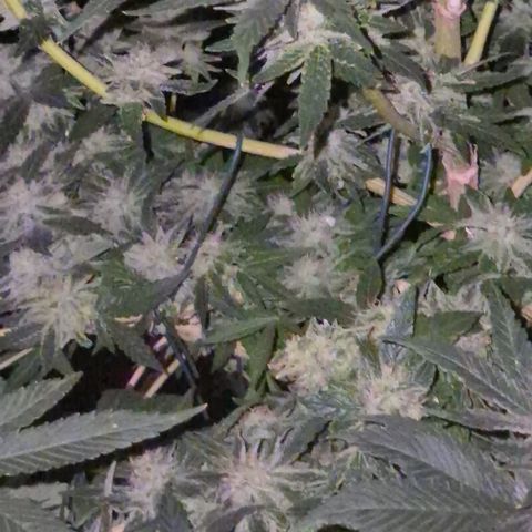 Mimosa evo Photo ♥️ Barney's Farm  growlog timeline photo