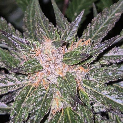 🌅Sherbi photo, blue sunset sherbert, Barneys farm  growlog timeline photo