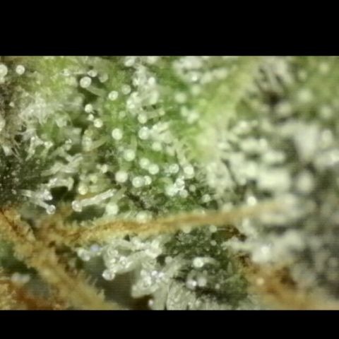 🌅Sherbi photo, blue sunset sherbert, Barneys farm  growlog timeline photo