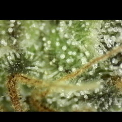 🌅Sherbi photo, blue sunset sherbert, Barneys farm  growlog timeline photo