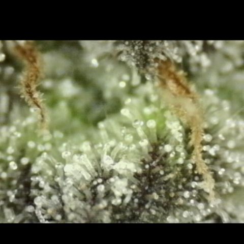 🌅Sherbi photo, blue sunset sherbert, Barneys farm  growlog timeline photo