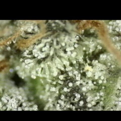 🌅Sherbi photo, blue sunset sherbert, Barneys farm  growlog timeline photo