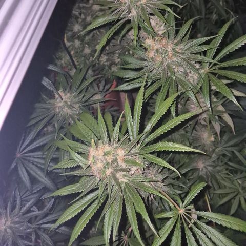 🍍Anna  #1 amnesia lemon  growlog timeline photo