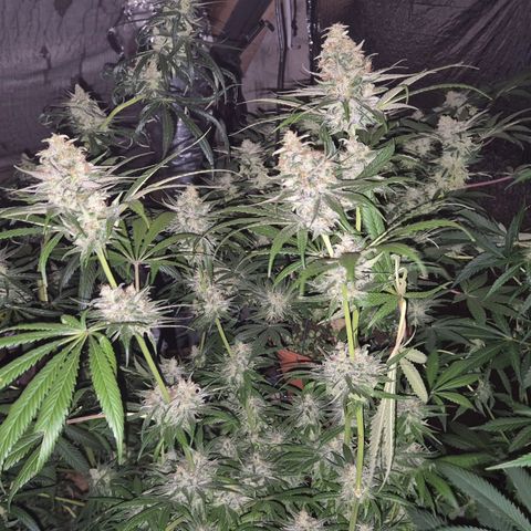 🍍Anna  #1 amnesia lemon  growlog timeline photo