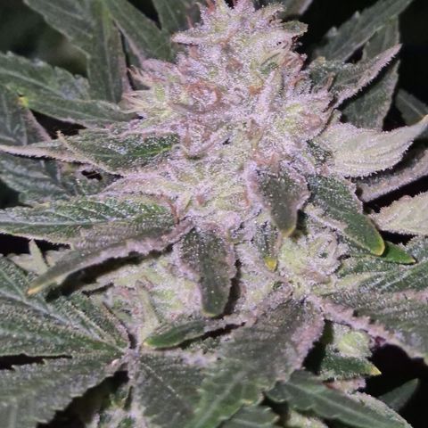 Mimosa evo Photo ♥️ Barney's Farm  growlog timeline photo