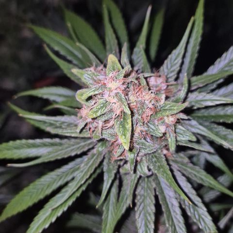 🍍Anna  #1 amnesia lemon  growlog timeline photo