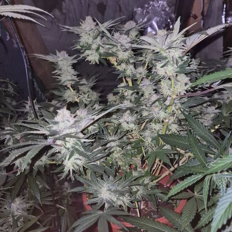 Mimosa evo Photo ♥️ Barney's Farm  growlog timeline photo