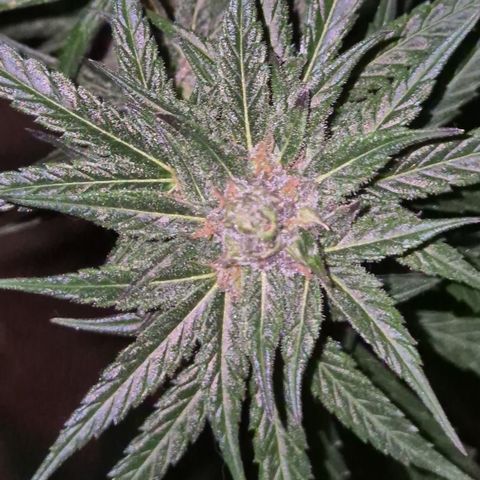 🌅Sherbi photo, blue sunset sherbert, Barneys farm  growlog timeline photo