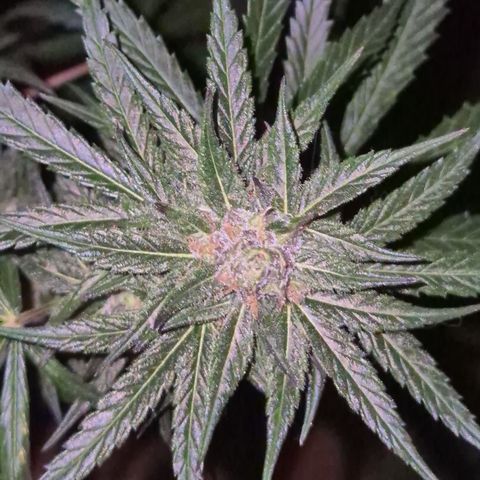 🌅Sherbi photo, blue sunset sherbert, Barneys farm  growlog timeline photo