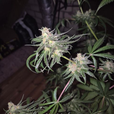 🌅Sherbi photo, blue sunset sherbert, Barneys farm  growlog timeline photo