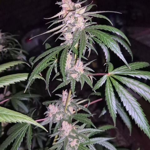 🌅Sherbi photo, blue sunset sherbert, Barneys farm  growlog timeline photo