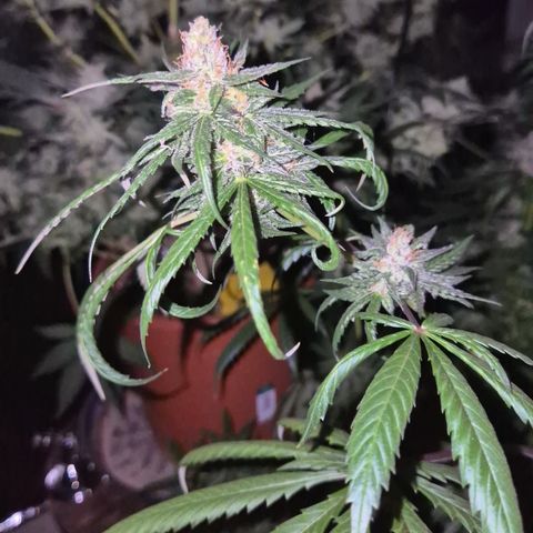 🌅Sherbi photo, blue sunset sherbert, Barneys farm  growlog timeline photo