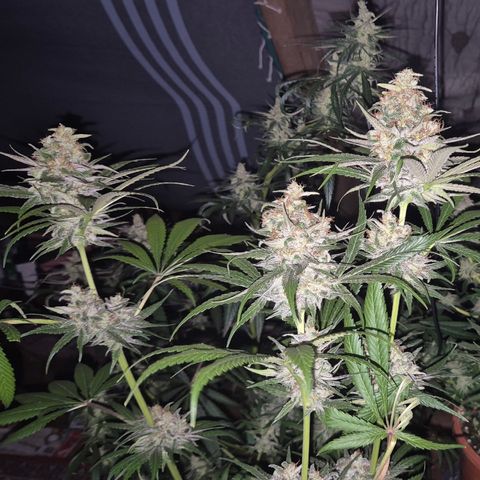 🍍Anna  #1 amnesia lemon  growlog timeline photo