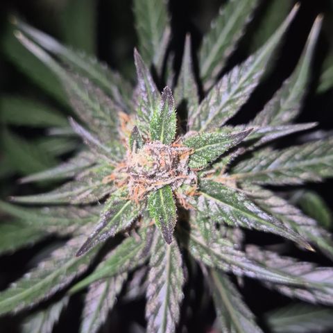 🌅Sherbi photo, blue sunset sherbert, Barneys farm  growlog timeline photo