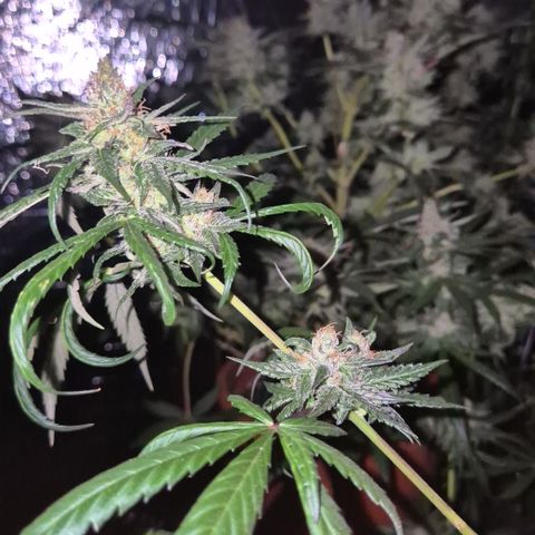 🌅Sherbi photo, blue sunset sherbert, Barneys farm  growlog timeline photo