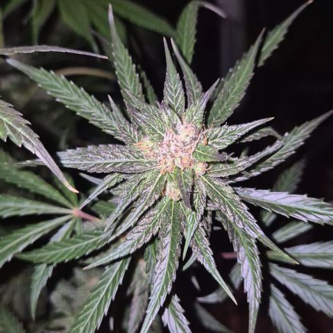 🌅Sherbi photo, blue sunset sherbert, Barneys farm  growlog timeline photo