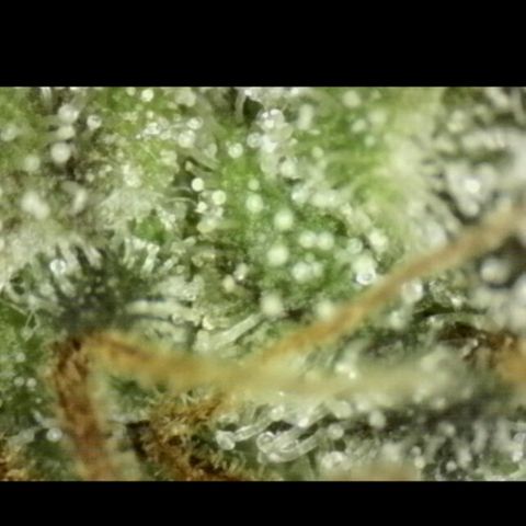 🌅Sherbi photo, blue sunset sherbert, Barneys farm  growlog timeline photo