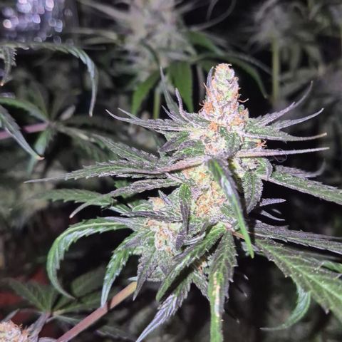 🌅Sherbi photo, blue sunset sherbert, Barneys farm  growlog timeline photo