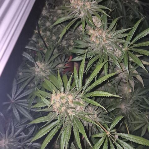 🍍Anna  #1 amnesia lemon  growlog timeline photo