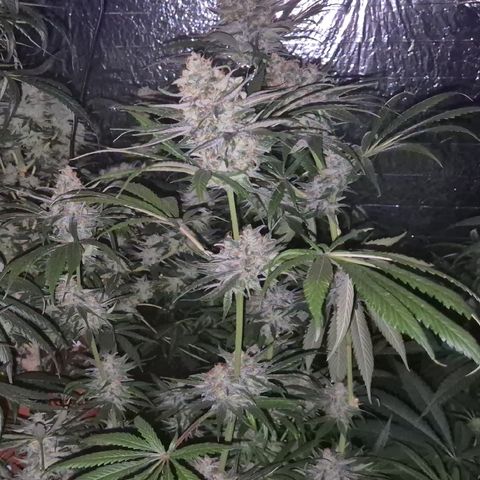 🍍Anna  #1 amnesia lemon  growlog timeline photo