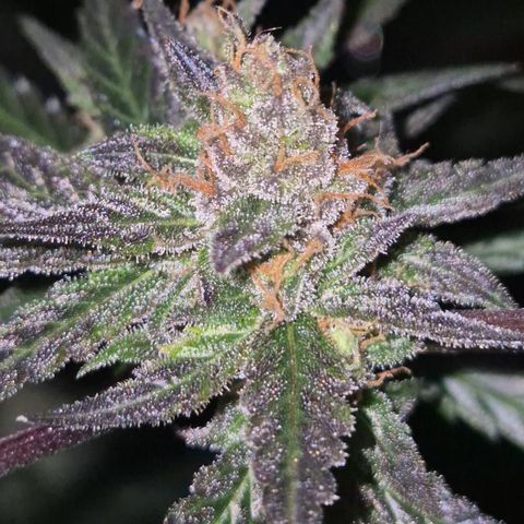 🌅Sherbi photo, blue sunset sherbert, Barneys farm  growlog timeline photo