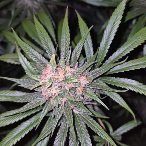 🍍Anna  #1 amnesia lemon  growlog timeline photo