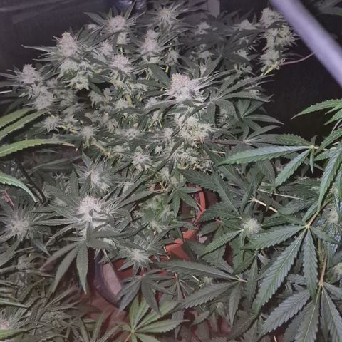 Mimosa evo Photo ♥️ Barney's Farm  growlog timeline photo