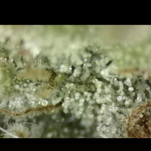🌅Sherbi photo, blue sunset sherbert, Barneys farm  growlog timeline photo