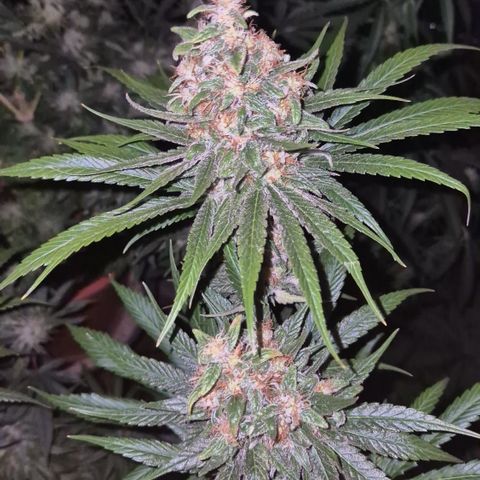 🍍Anna  #1 amnesia lemon  growlog timeline photo