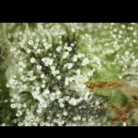 🌅Sherbi photo, blue sunset sherbert, Barneys farm  growlog timeline photo