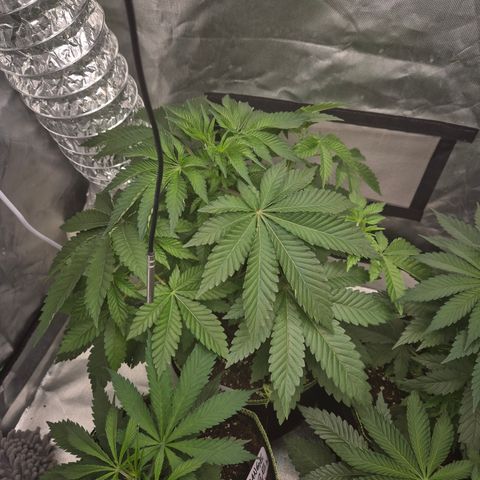 Moby 🍆  growlog timeline photo