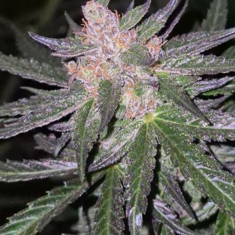 🌅Sherbi photo, blue sunset sherbert, Barneys farm  growlog timeline photo