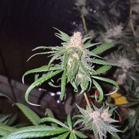 🌅Sherbi photo, blue sunset sherbert, Barneys farm  growlog timeline photo