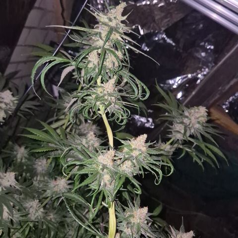 🌅Sherbi photo, blue sunset sherbert, Barneys farm  growlog timeline photo