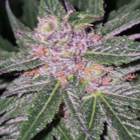 🌅Sherbi photo, blue sunset sherbert, Barneys farm  growlog timeline photo
